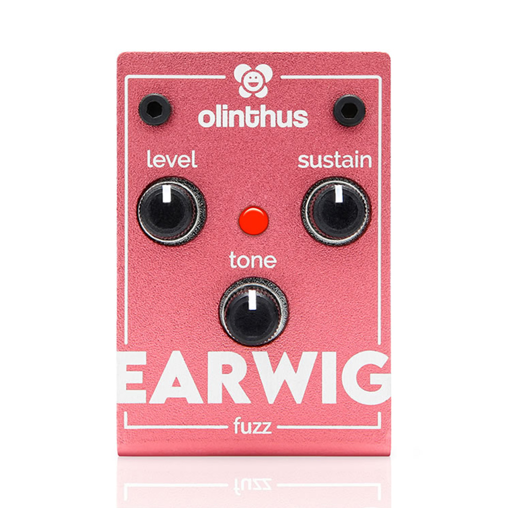 Olinthus <br>EARWIG