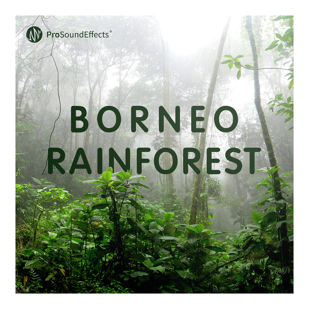 Pro Sound Effects <br>Borneo Rainforest ダウンロード版